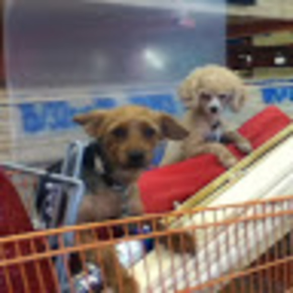 Meet the Posher Other - Meet your Posher, Ann